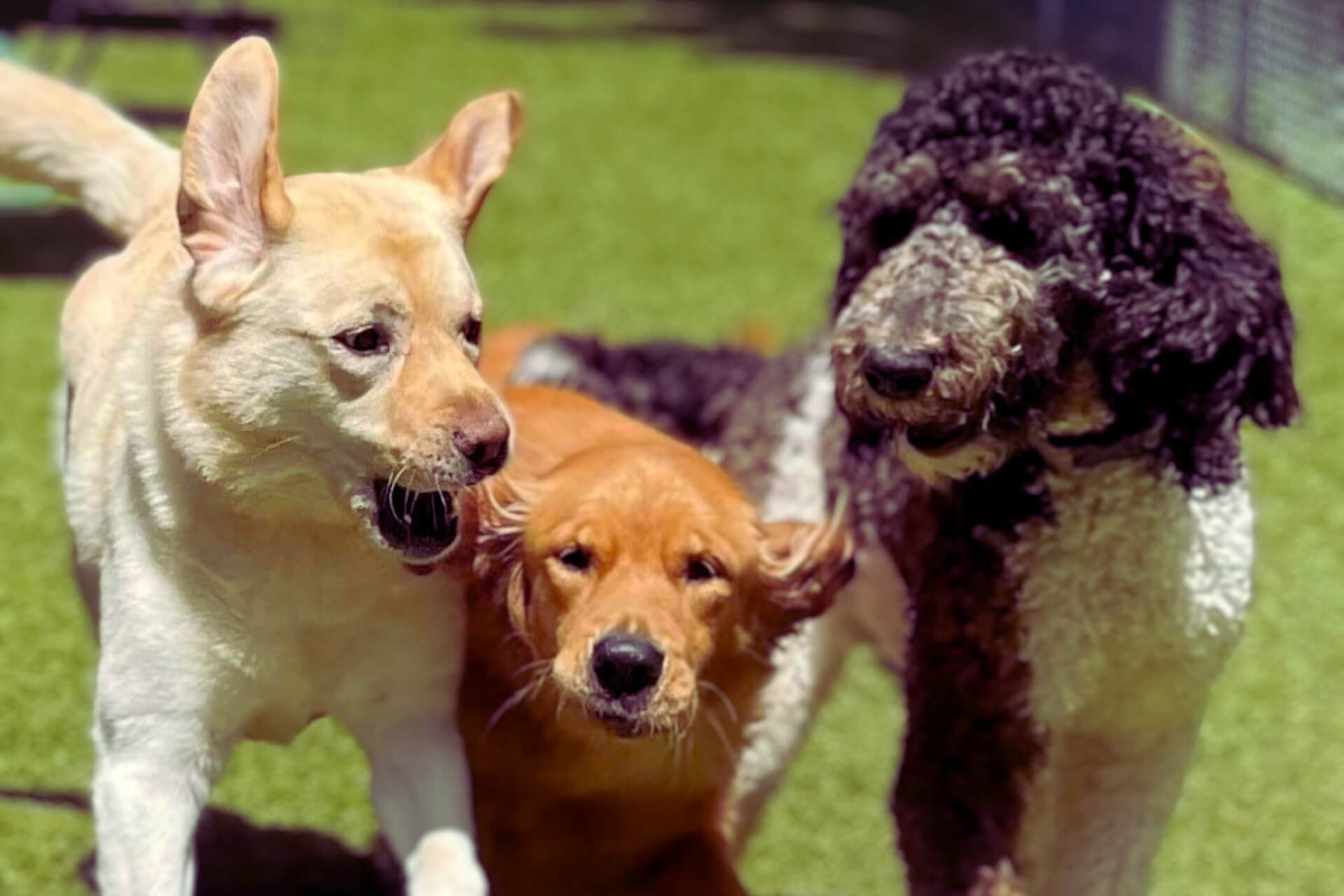 Doggy Daycare Ellicott City Maryland