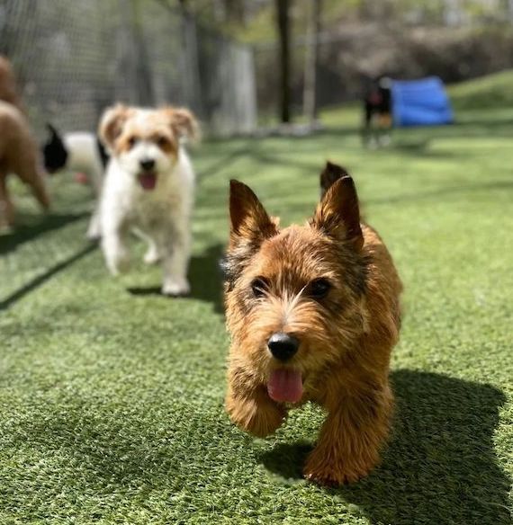 Doggy Daycare