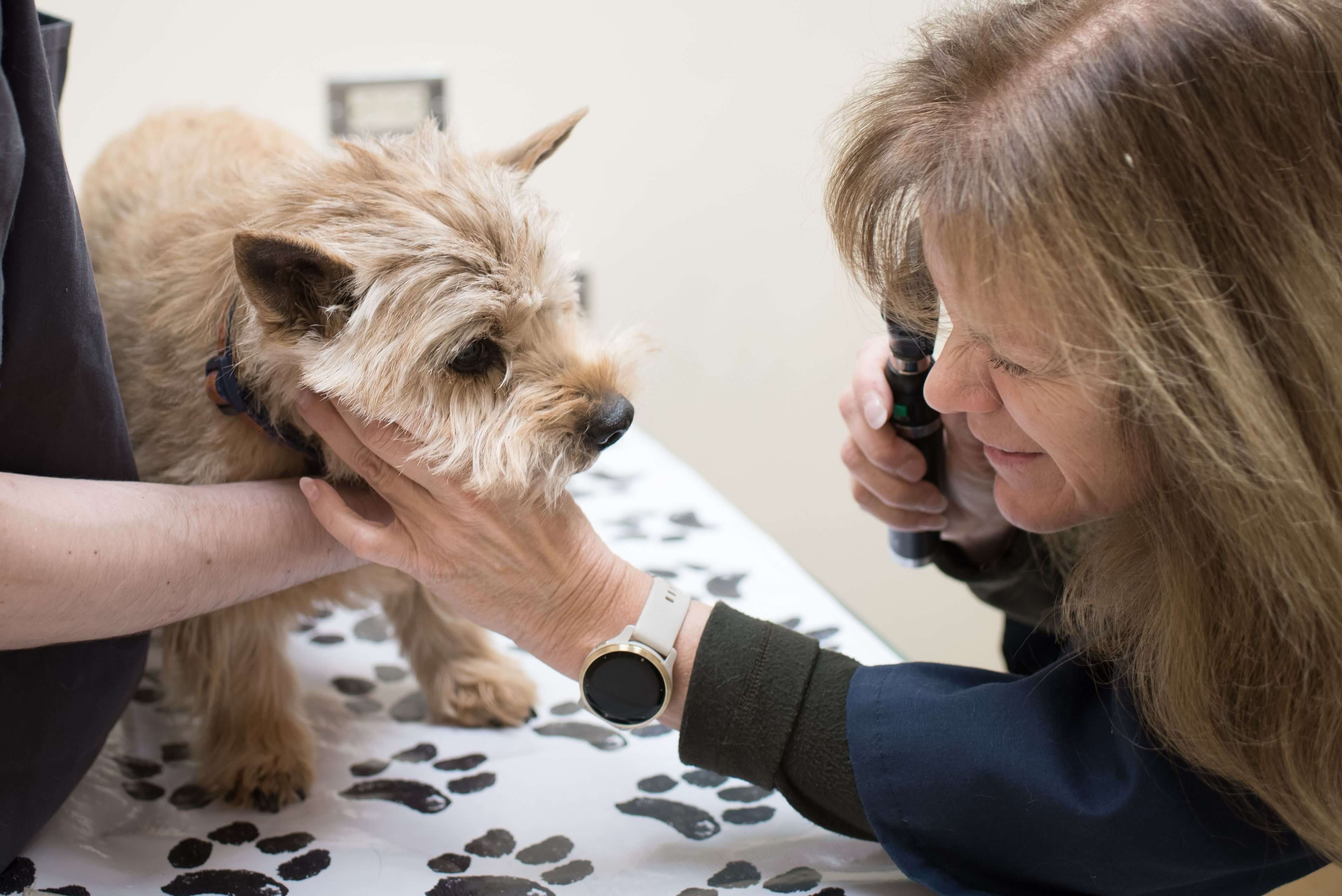 Dr. Soverns performing dog exam