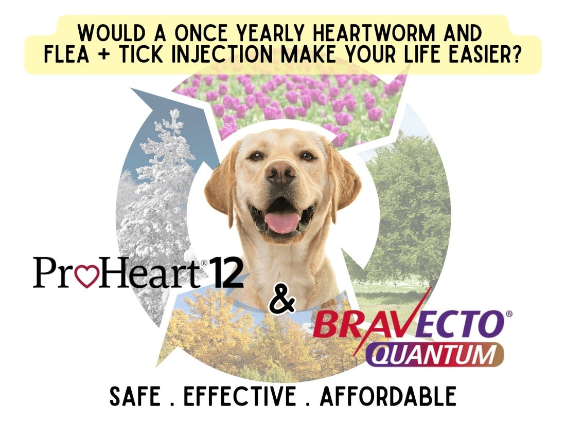 ProHeart 12/Bravecto