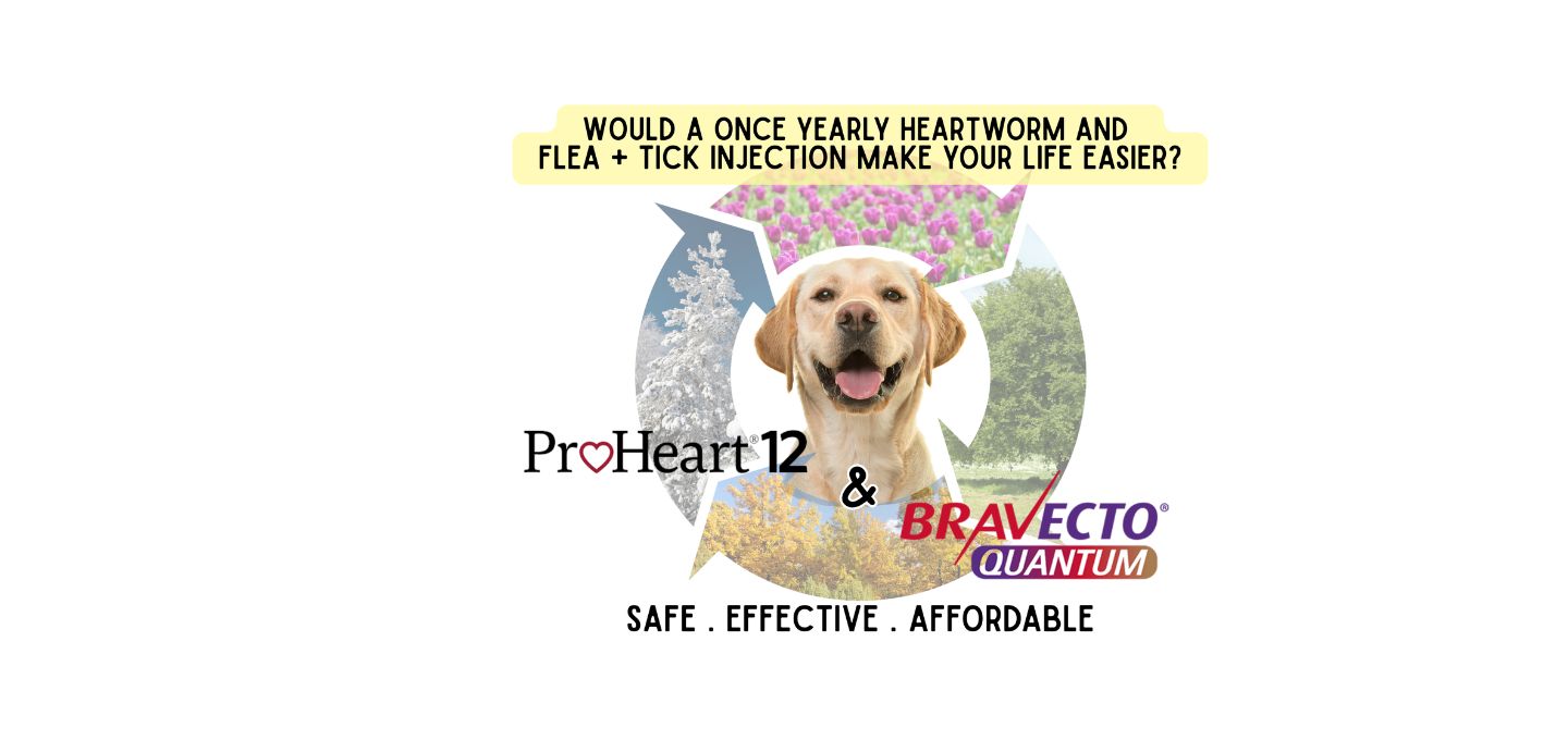 ProHeart12 & Bravecto Quantum
