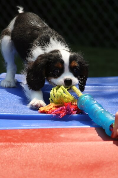 spaniel-dog