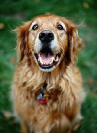 golden retriever dog