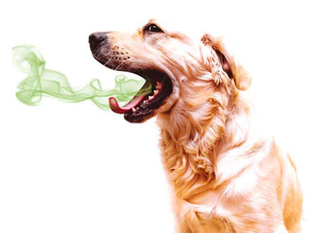 what causes bad breath in puppies