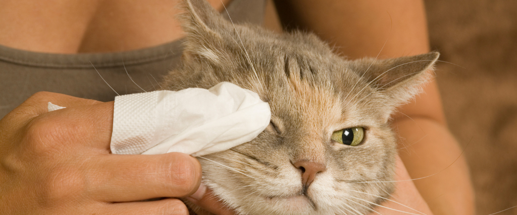 Kitty Pink Eye!? How to Treat Your Cat's Conjunctivitis