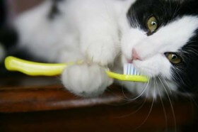 cat dental