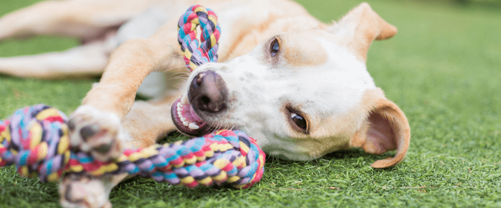 5 benefits of dog daycare is daycare right for your dog