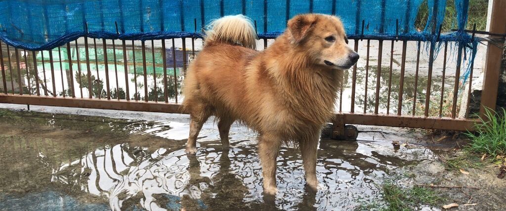 Don't Forget Your Pet! Crucial Tips For Disaster Preparedness For Your Faithful Friend Don't Forget Your Pet! Crucial Tips For Disaster Preparedness For Your Faithful Friend