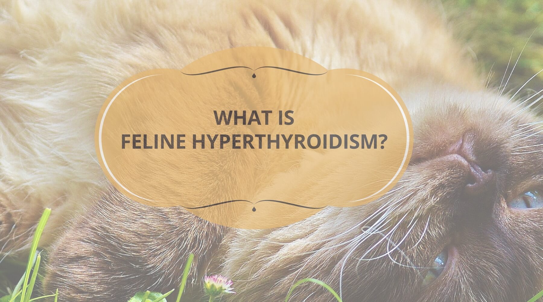 Home Treatment For Feline Hyperthyroidism at Nancy Lawson blog