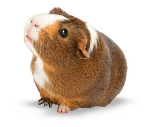 guinea-pig