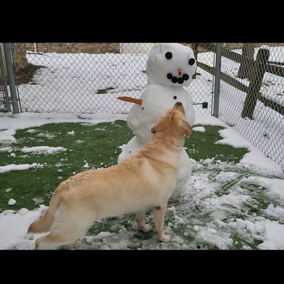 Snow day at Doggy daycare