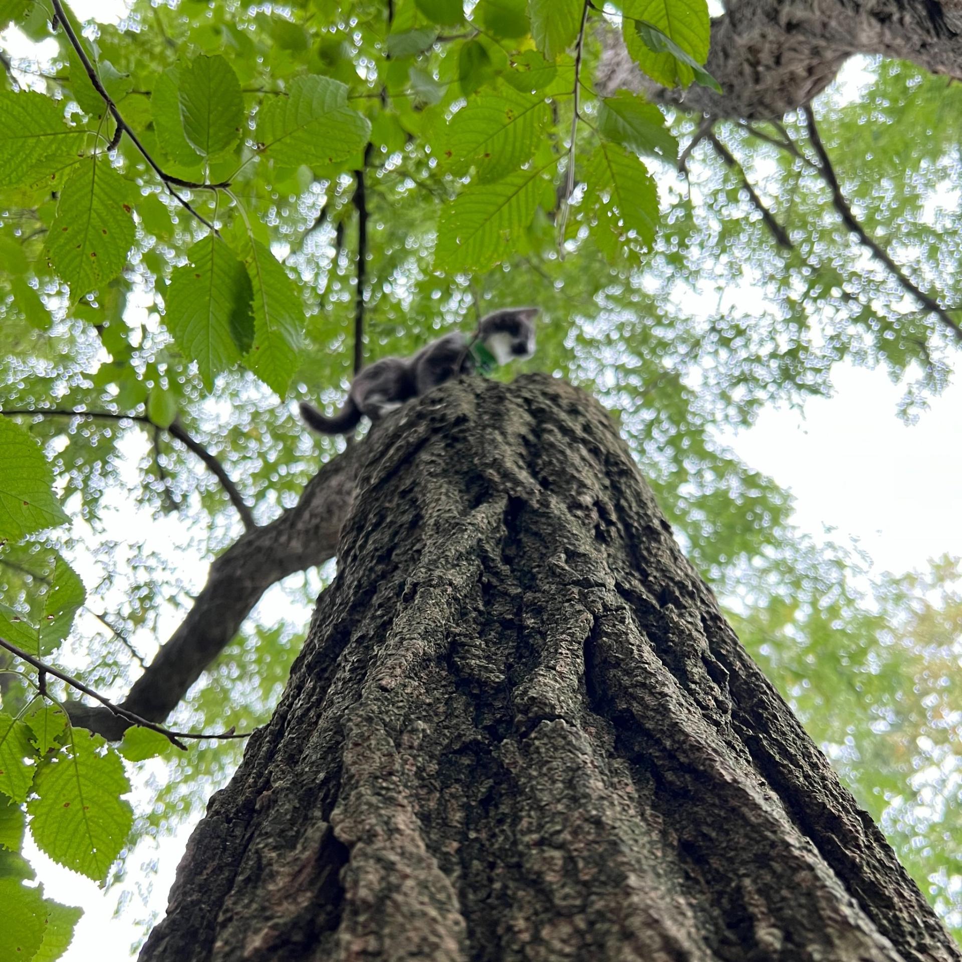 Cat Climbing Tree