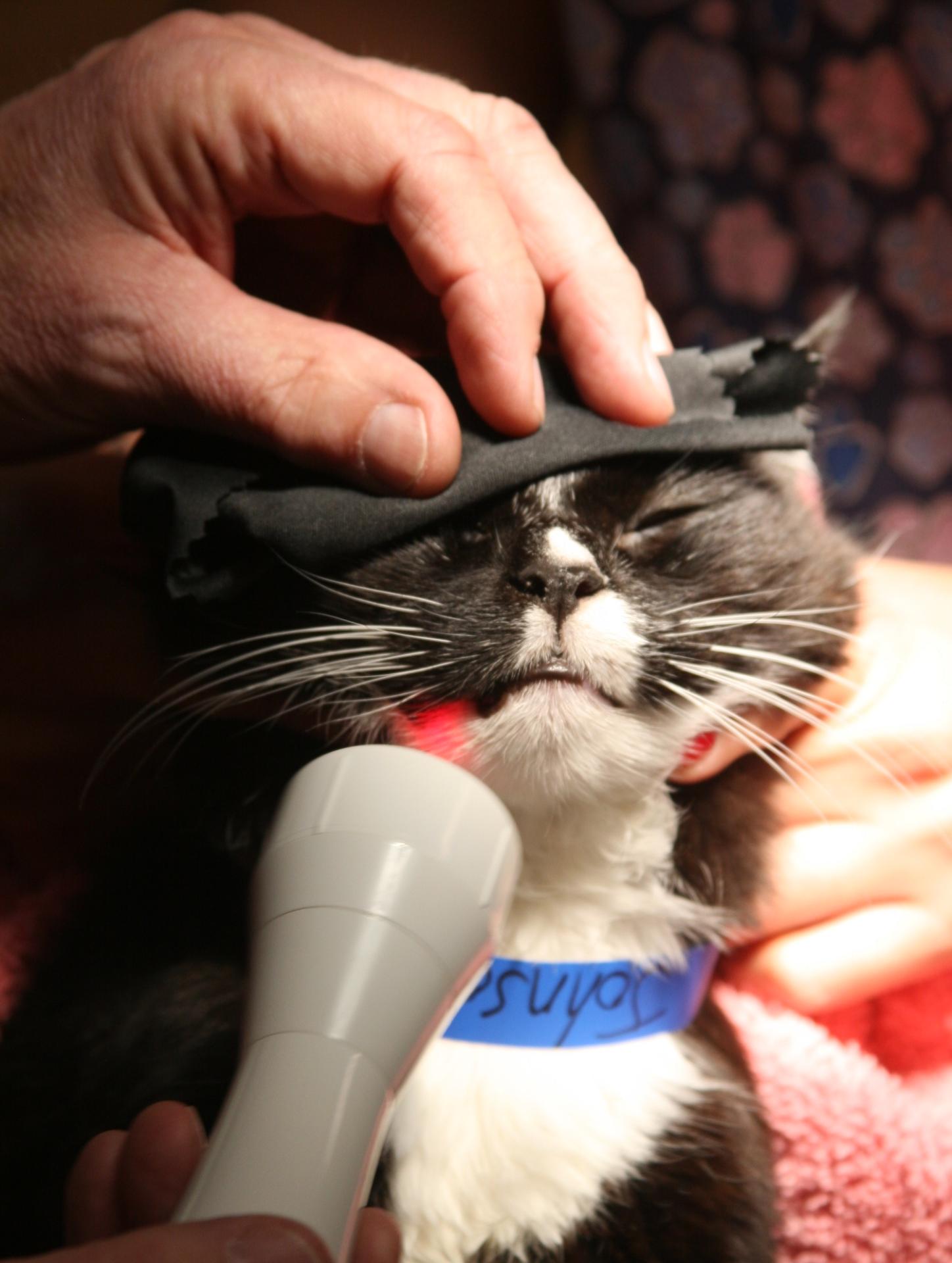 Cat Laser Therapy