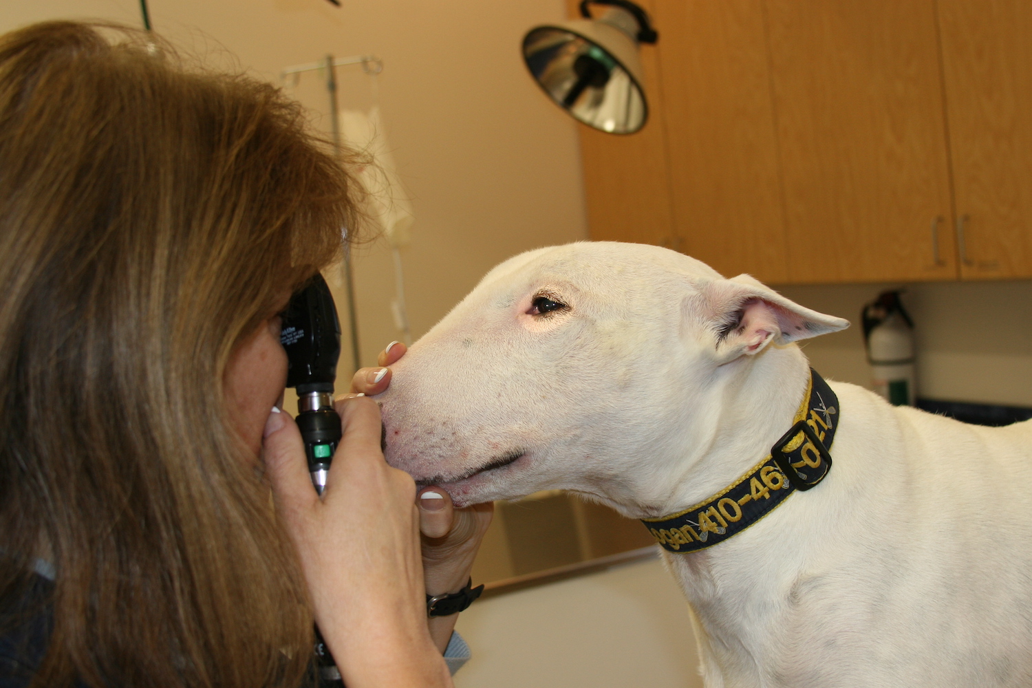 Dog ICU Countryside Veterinary Clinic