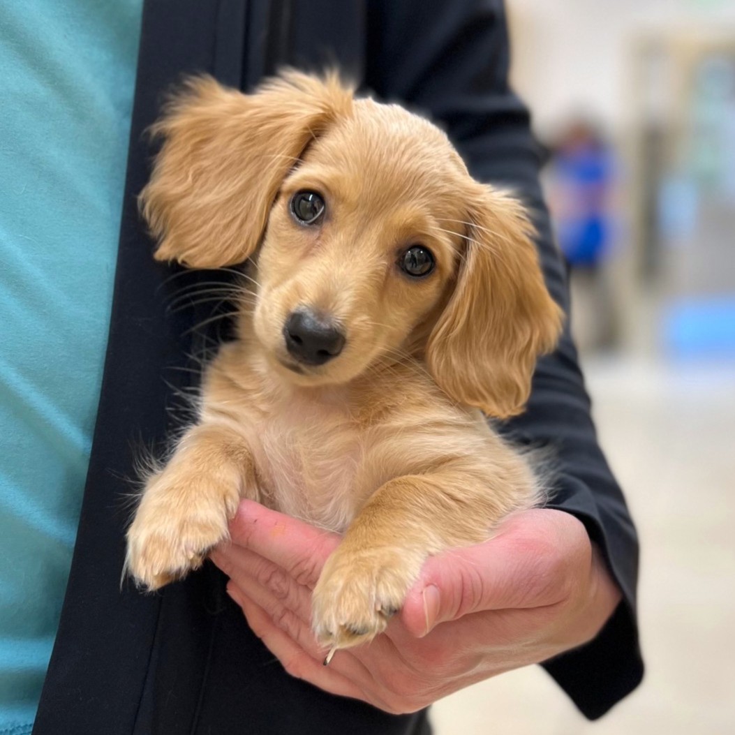 Dog Being Held Pet Health Insurance