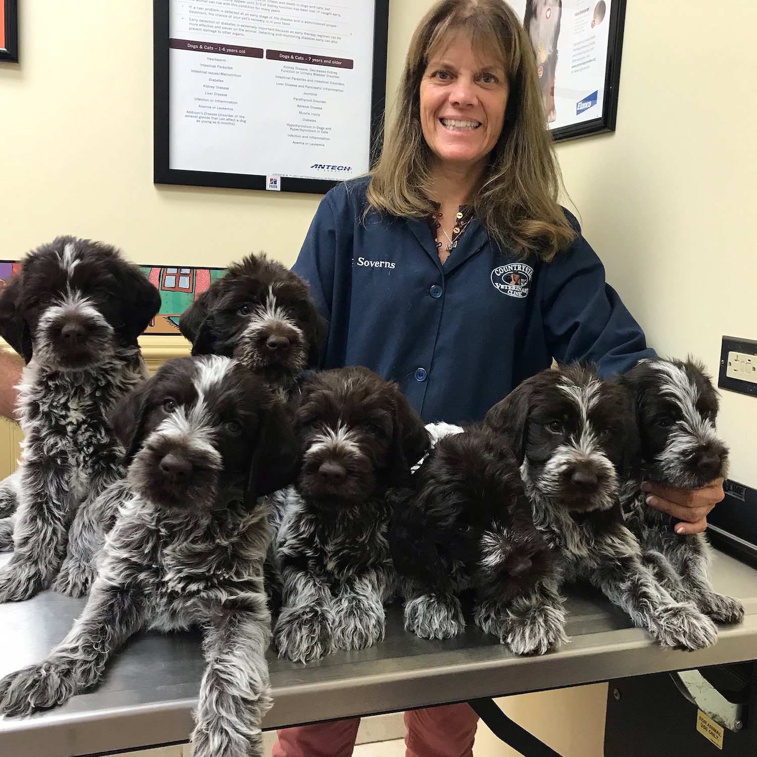 Puppies Countryside Veterinary Clinic