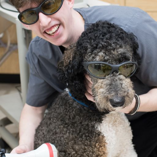 Laser Therapy For Dogs What You Need To Know