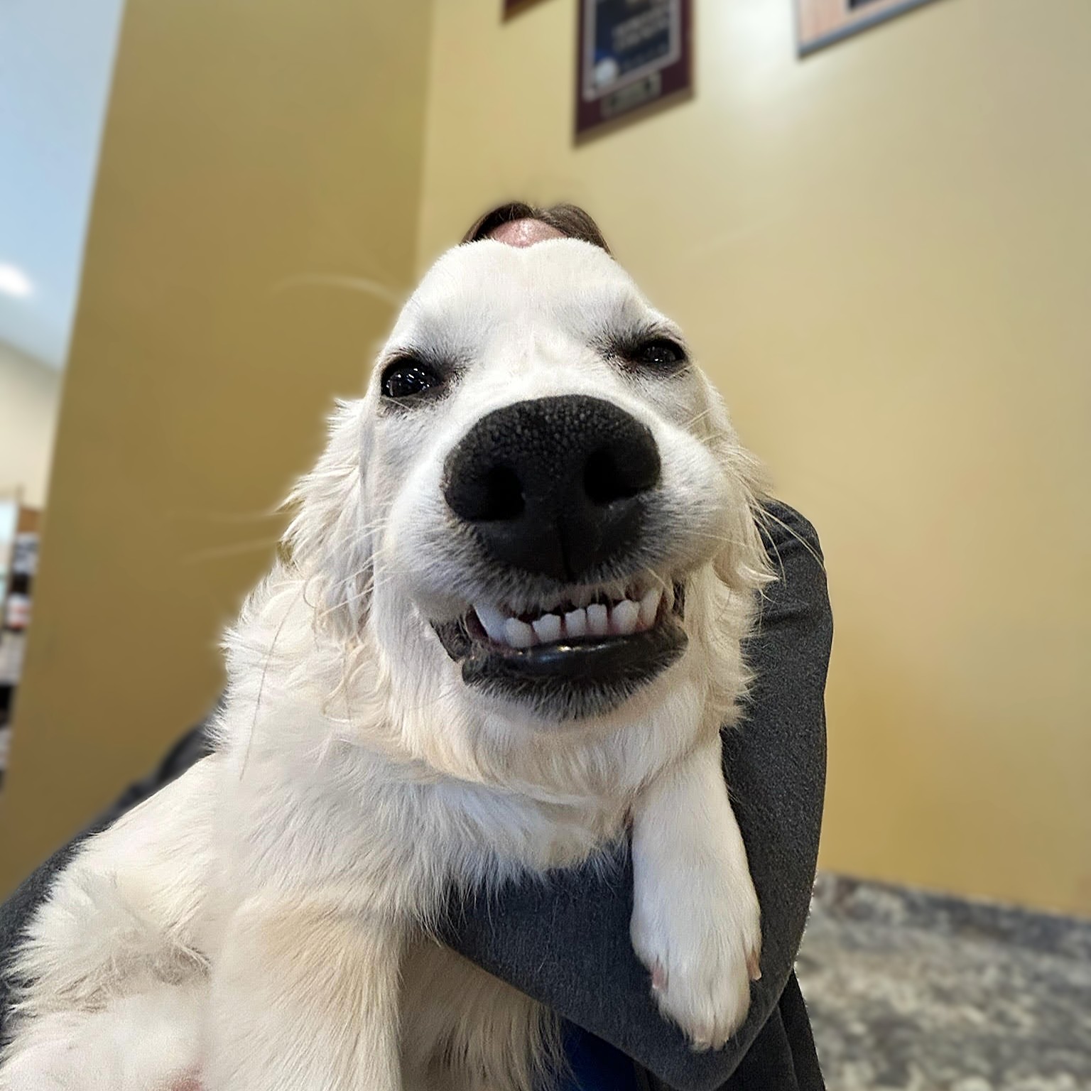 Dog Smiling Tooth Brushing