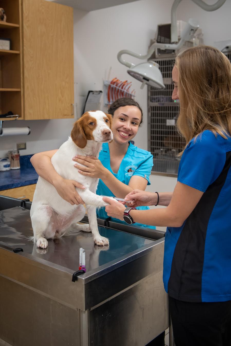 Understanding Blood Tests For Dogs Dog Lab Tests