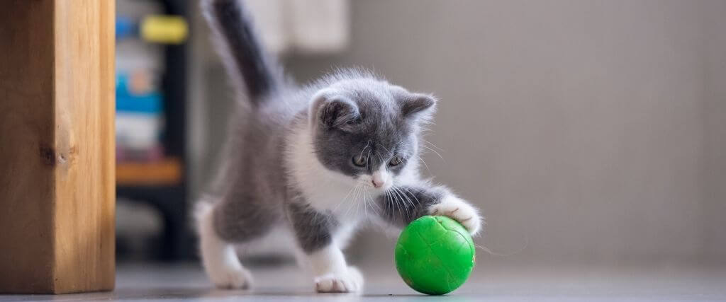 The Whole "Kitten Caboodle"! The Checklist You Need For Your New Furry