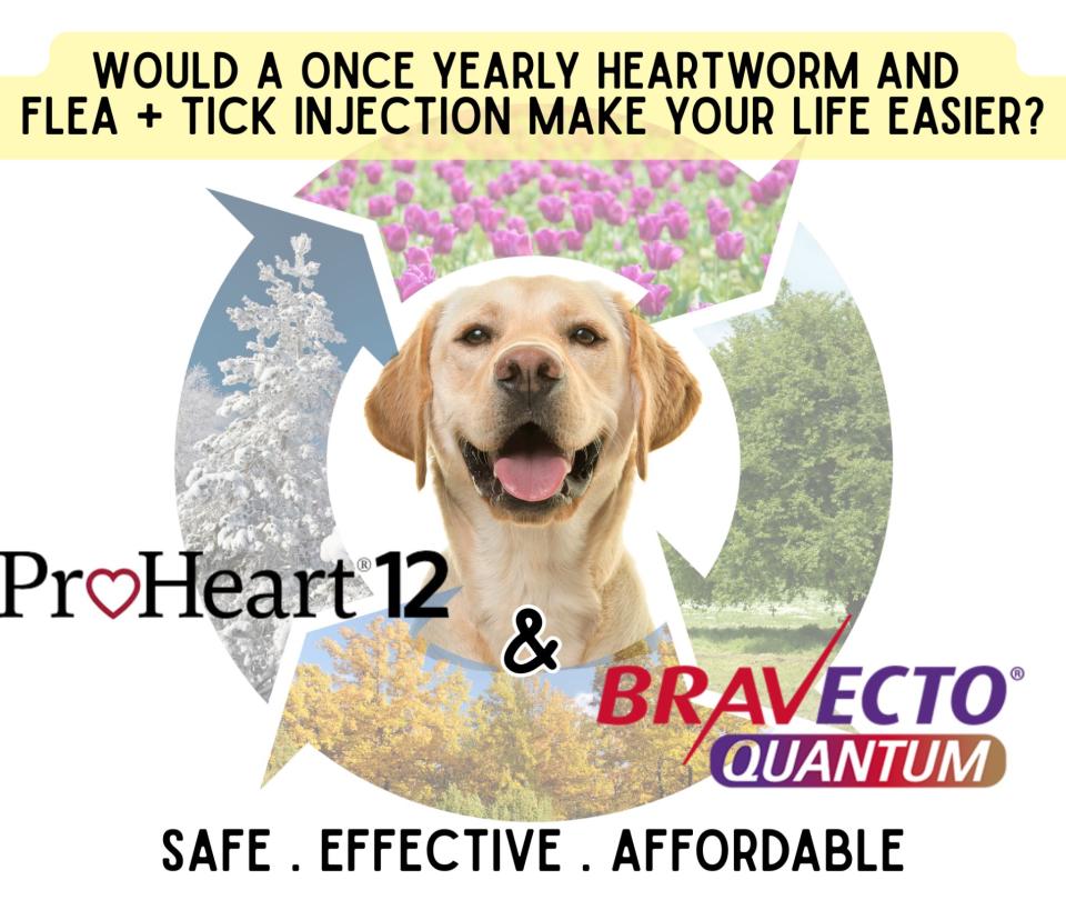 ProHeart 12 & Bravecto Quantum