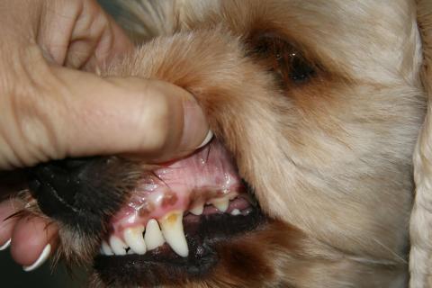 dog_teeth