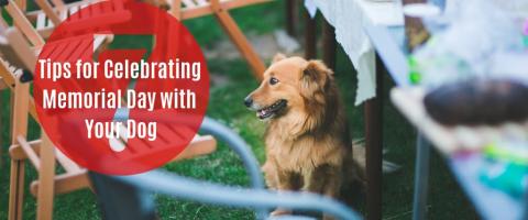 Photo of a dog sitting by a picnic table