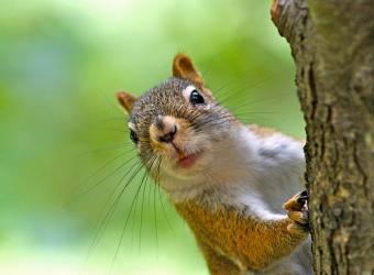 Squirrels and Dogs: A Daily Drama on the East Coast