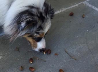 Are Acorns Safe for Dogs?