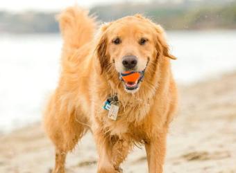 Avoiding Water, Sand, and Algae Risks that Can Put a Damper on Your Dog’s Summer Fun