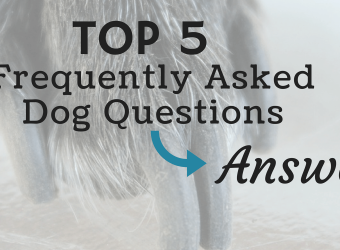 The Five Most Frequently Asked Dog Questions — Answered