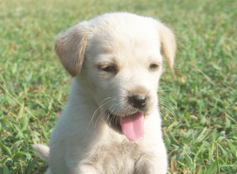 Bringing Home Puppy: What's Next?