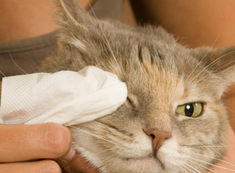 Kitty Pink Eye!? How to Treat Your Cat's Conjunctivitis