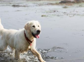 How to Avoid The Dangers of Harmful Algal Blooms To Your Dogs