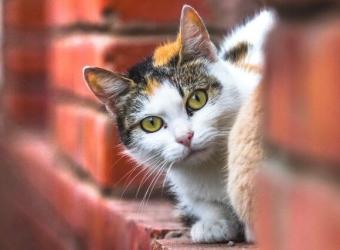 My Kitty Wants to Be an Outdoor Cat: What Do I Do?!