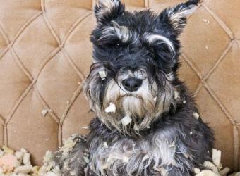 How to Recognize and Treat Separation Anxiety in Dogs
