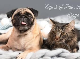 Signs and Symptoms of Pain in Both Cats and Dogs