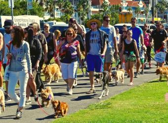 Summertime Fun: Tips for Keeping Your Dog Safe and Happy at Outdoor Events