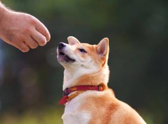 The Power of Positive Reinforcement in Training Your Dog