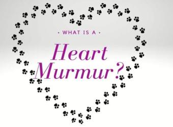 What is a Heart Murmur?
