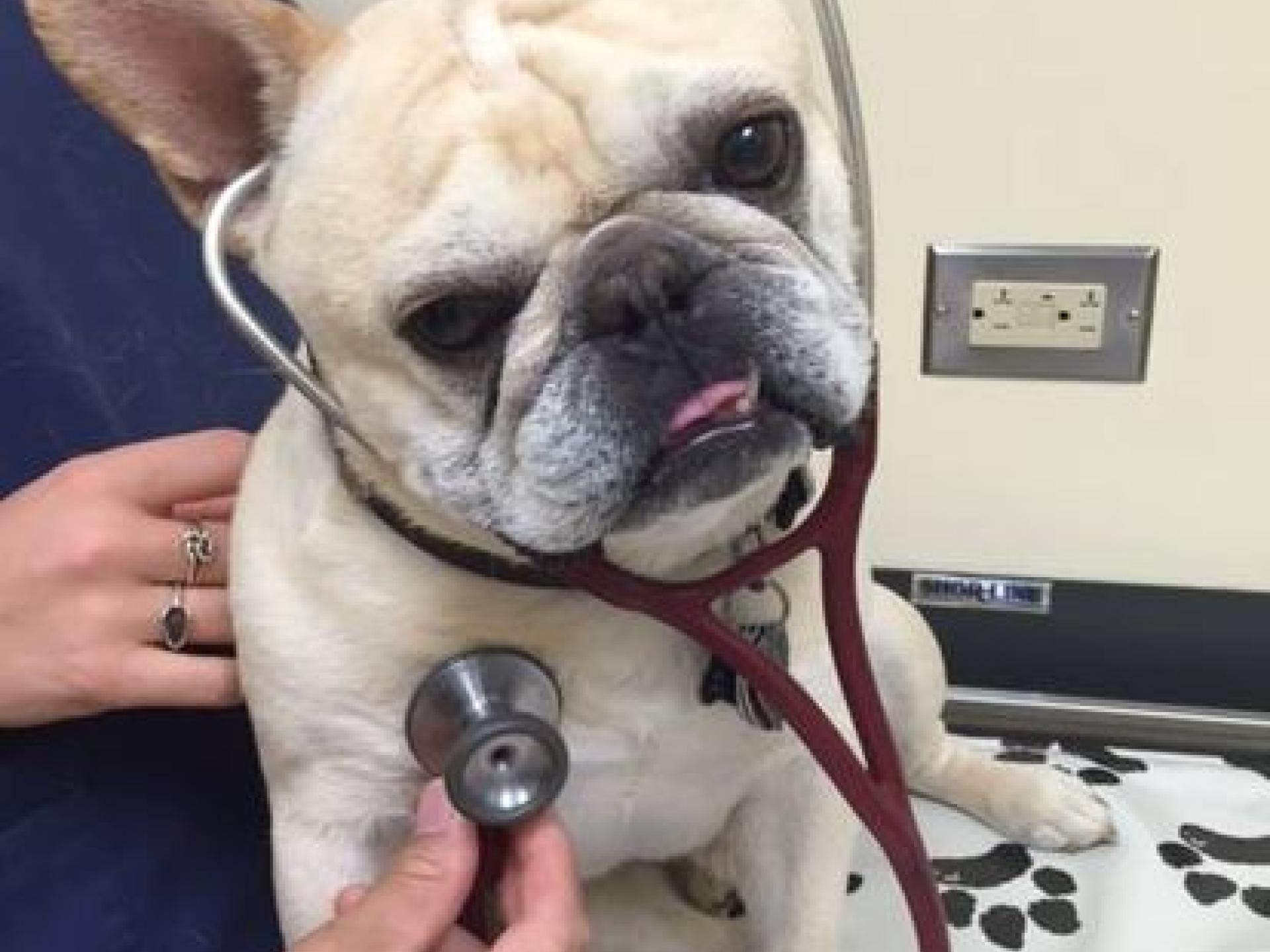 Culture Countryside Veterinary Clinic