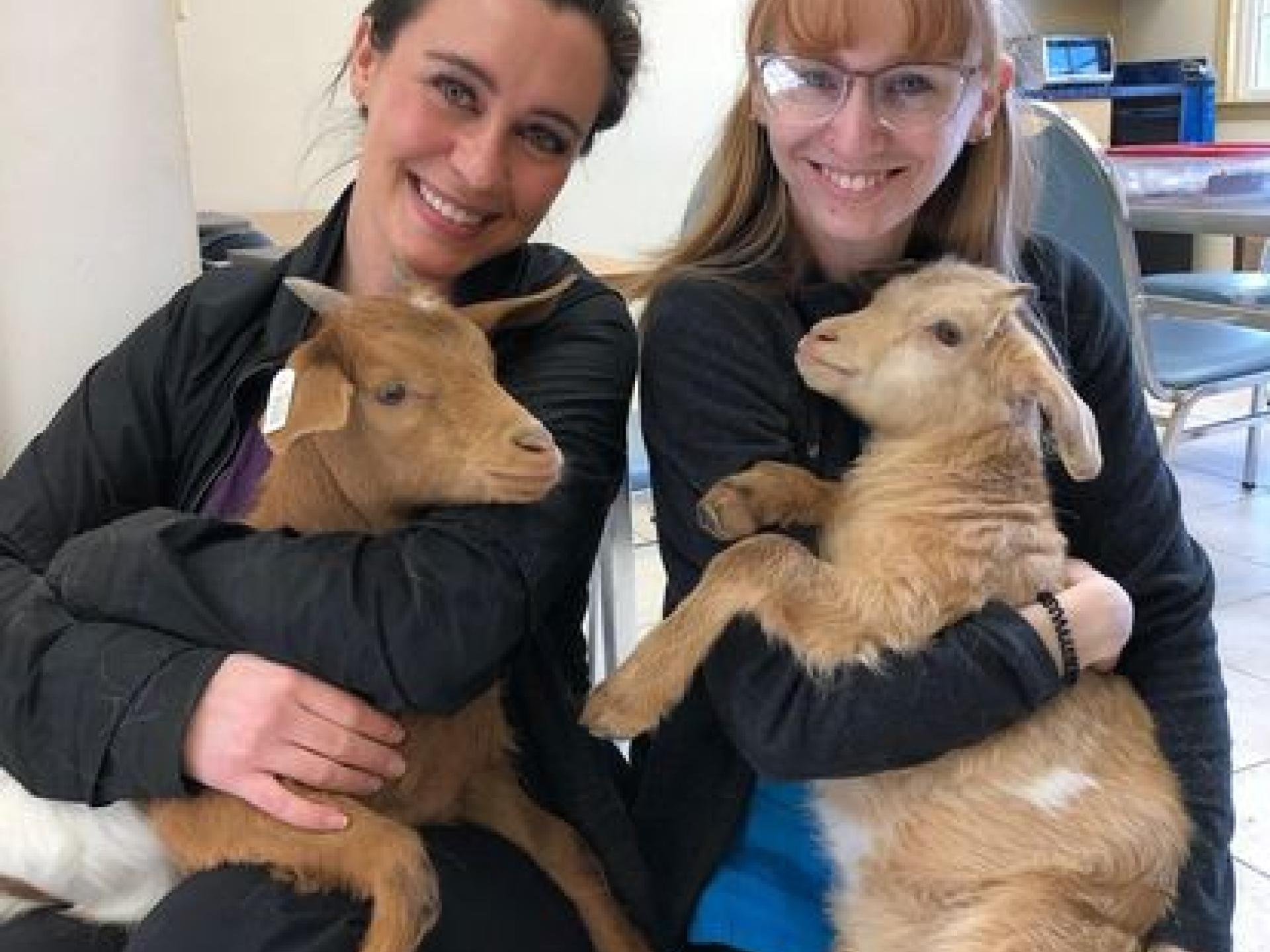 Culture Countryside Veterinary Clinic