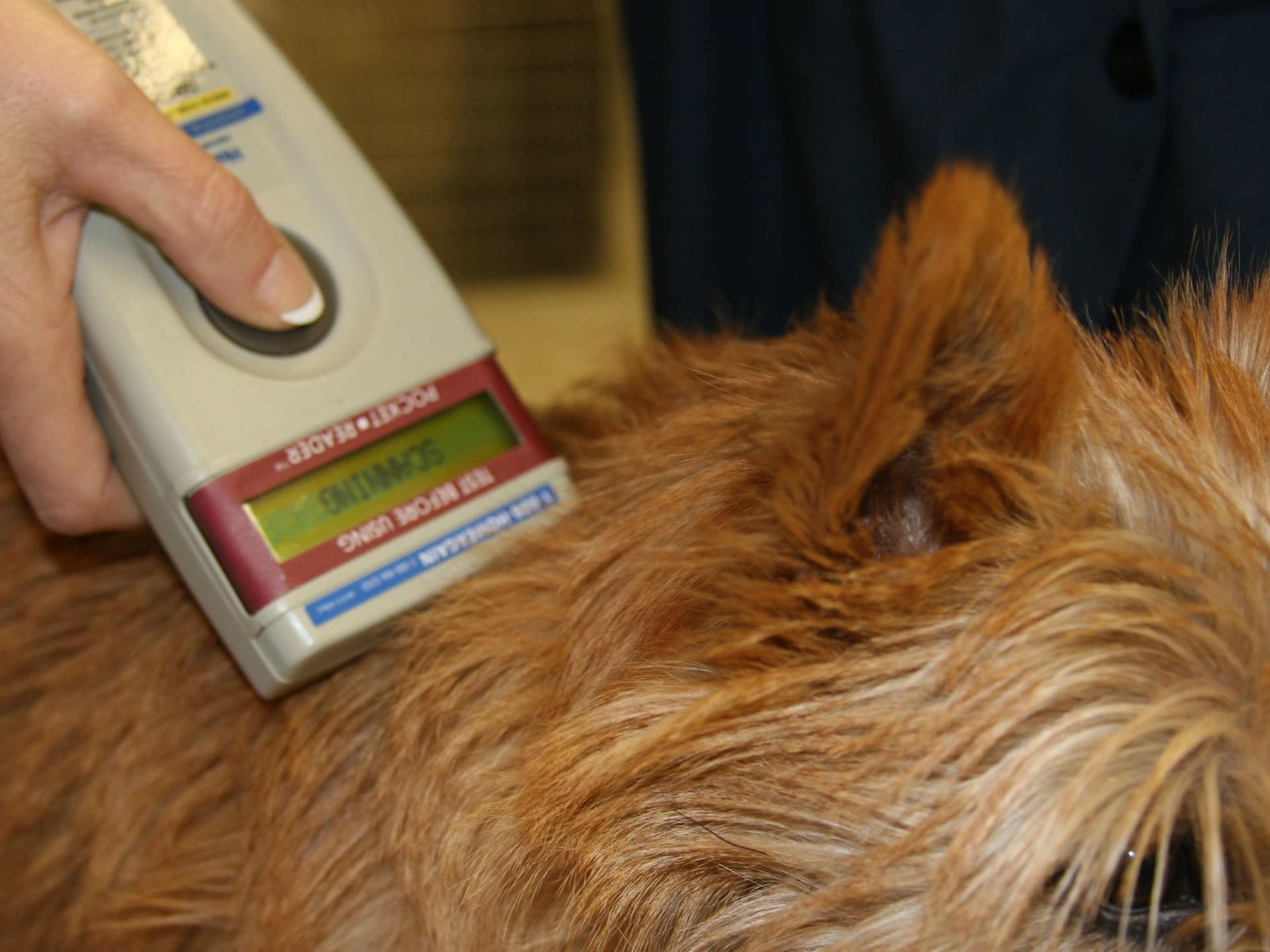 Scanning microchips to ID your pet Countryside Veterinary Clinic