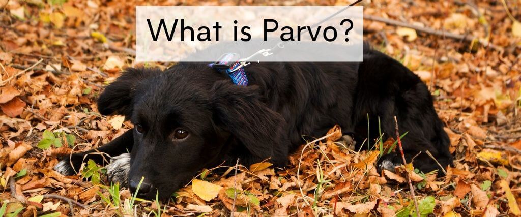 parvo in 1 year old dog